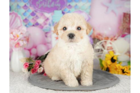 販売中の千葉県のマルプー:マルチーズ×トイプードル-393623の11枚目