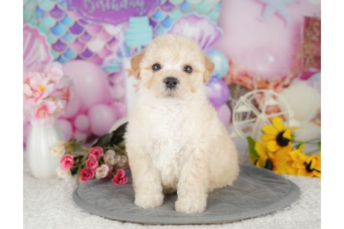 販売中の千葉県のマルプー:マルチーズ×トイプードル-393623の8枚目