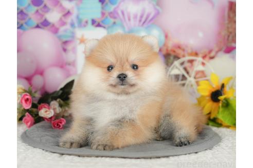 販売中の千葉県のポメラニアン-393626の6枚目