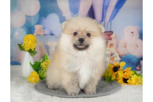 販売中の千葉県のポメラニアン-393629の12枚目