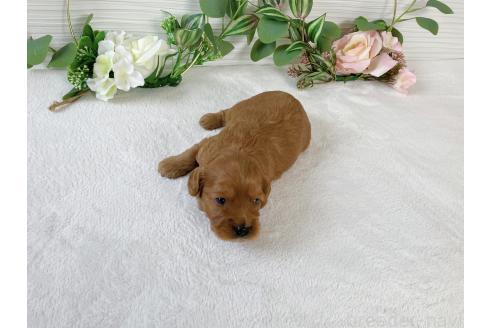 販売中の福岡県のキャバプー:キャバリア×トイプードル-392184の2枚目