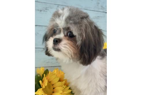 販売中の埼玉県のミックス犬-361726の8枚目