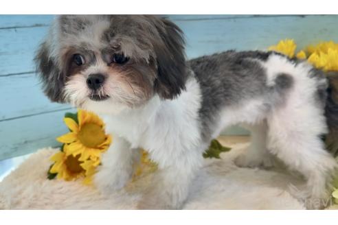 販売中の埼玉県のミックス犬-361726の7枚目