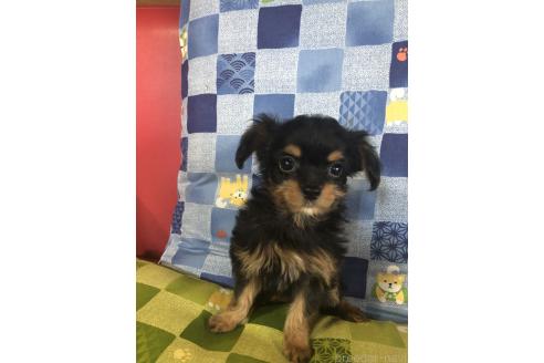 販売中の兵庫県のチワプー:チワワ×トイプードル-392768の7枚目