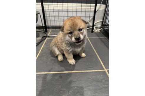 販売中の香川県の柴犬-393639の2枚目