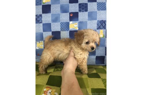 成約済の兵庫県のチワプー:チワワ×トイプードル-392766の8枚目