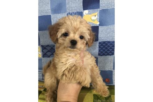 成約済の兵庫県のチワプー:チワワ×トイプードル-392766の2枚目