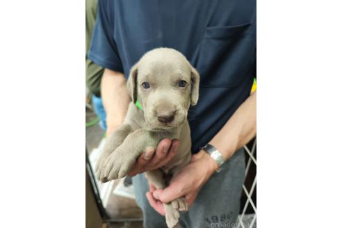 販売中の静岡県のワイマラナー-393647の2枚目