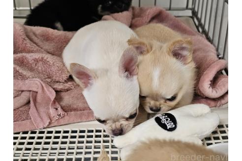 成約済の愛知県のチワワ(ロングコート)-390855の4枚目