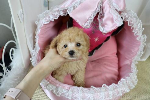販売中の愛知県のタイニープードル-393656の11枚目