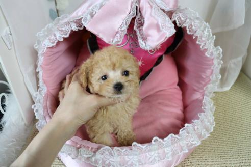 販売中の愛知県のタイニープードル-393656の4枚目