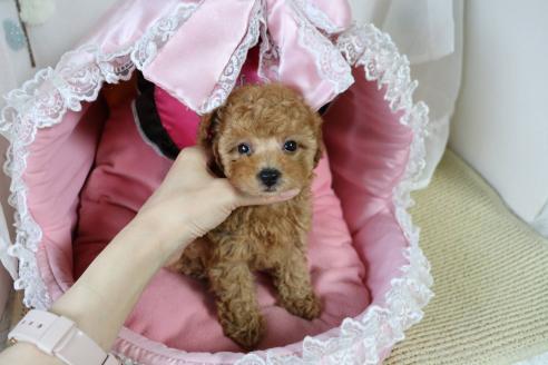販売中の愛知県のタイニープードル-393658の12枚目