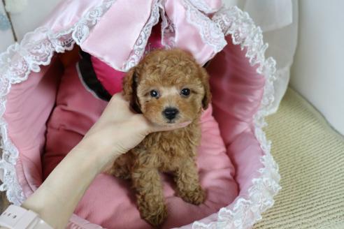 販売中の愛知県のタイニープードル-393658の11枚目