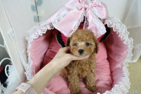 販売中の愛知県のタイニープードル-393658の9枚目