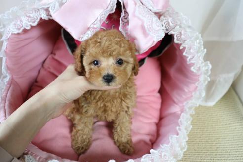 販売中の愛知県のタイニープードル-393658の2枚目
