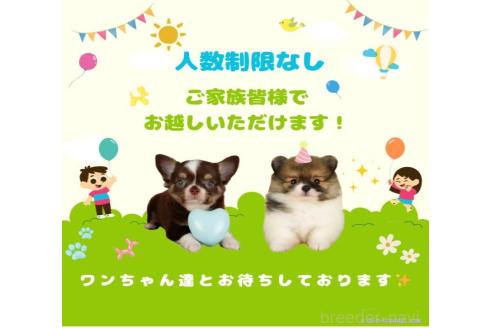販売中の千葉県のトイプードル-393660の2枚目