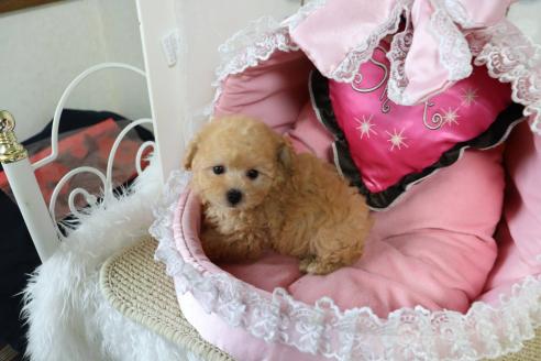 販売中の愛知県のタイニープードル-393659の12枚目