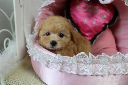 販売中の愛知県のタイニープードル-393659の9枚目