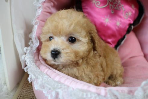 販売中の愛知県のタイニープードル-393659の7枚目