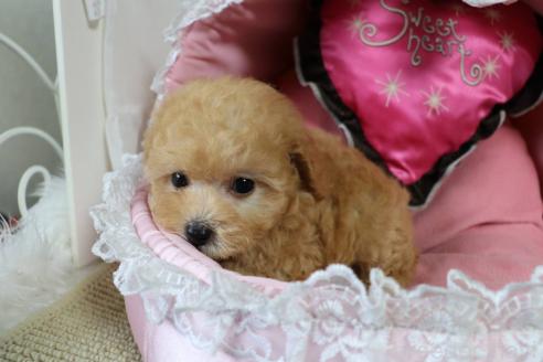 販売中の愛知県のタイニープードル-393659の6枚目