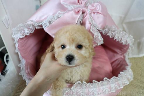 販売中の愛知県のタイニープードル-393661の5枚目