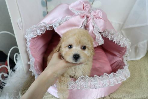 販売中の愛知県のタイニープードル-393661の4枚目