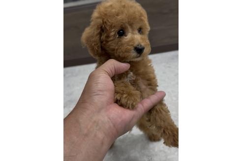 販売中の福岡県のタイニープードル-386895の2枚目