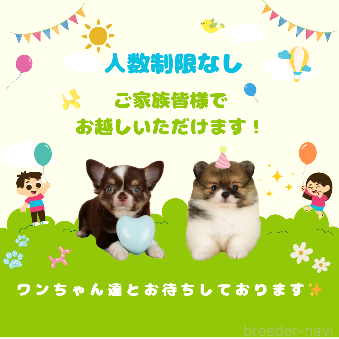 販売中の千葉県のポメラニアン-393664の2枚目
