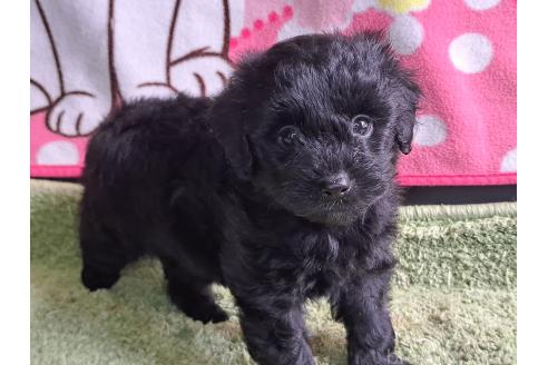 成約済の愛知県のミックス犬-389810の13枚目