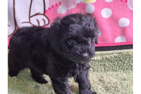 成約済の愛知県のミックス犬-389810の12枚目