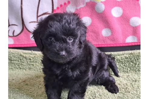 成約済の愛知県のミックス犬-389810の11枚目