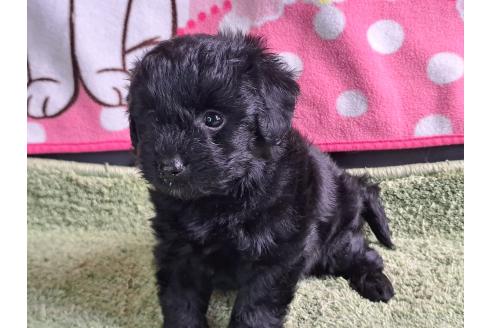 成約済の愛知県のミックス犬-389810の10枚目