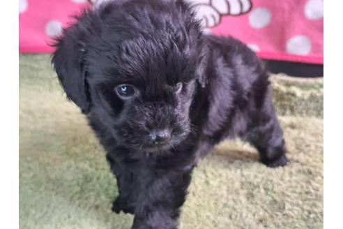 成約済の愛知県のミックス犬-389810の8枚目