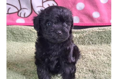 販売中の愛知県のミックス犬-389805の36枚目