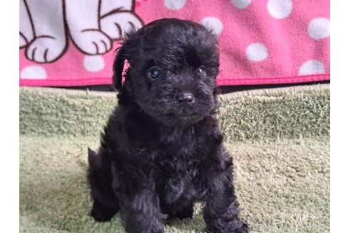 販売中の愛知県のミックス犬-389805の35枚目