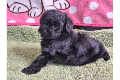 販売中の愛知県のミックス犬-389805の33枚目