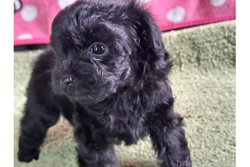 販売中の愛知県のミックス犬-389805の32枚目