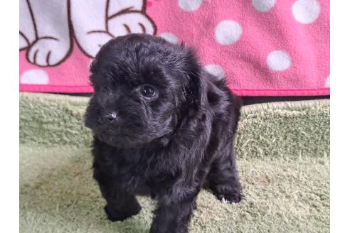 販売中の愛知県のミックス犬-389805の31枚目