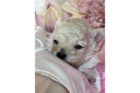販売中の香川県のタイニープードル-393665の9枚目