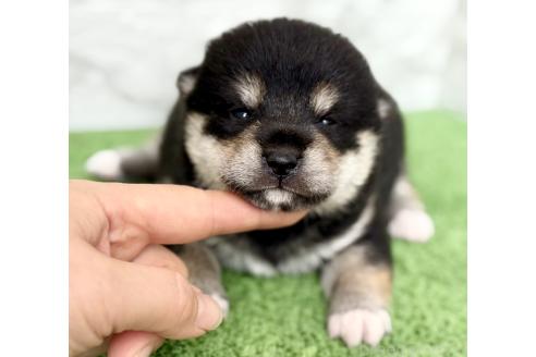 販売中の埼玉県の柴犬-393668の10枚目