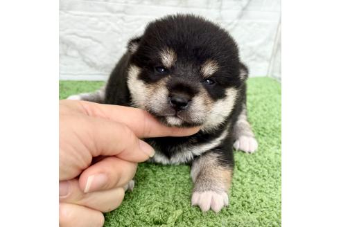 販売中の埼玉県の柴犬-393668の9枚目