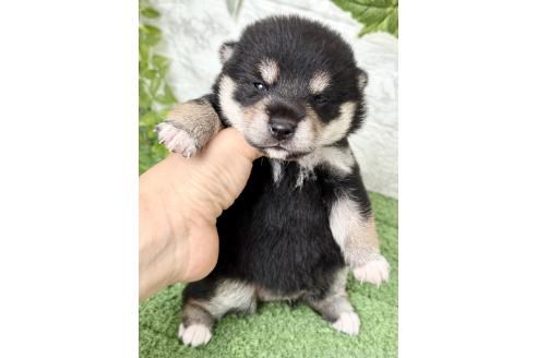 販売中の埼玉県の柴犬-393668の8枚目