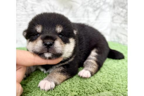 販売中の埼玉県の柴犬-393668の7枚目