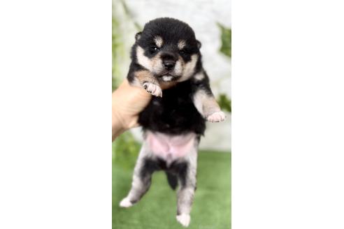 販売中の埼玉県の柴犬-393668の6枚目