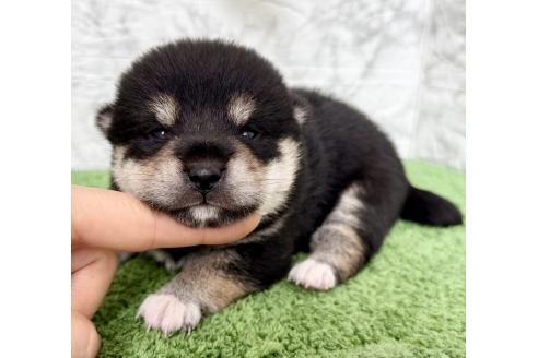 販売中の埼玉県の柴犬-393668の5枚目