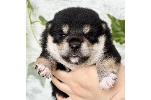 販売中の埼玉県の柴犬-393668の4枚目