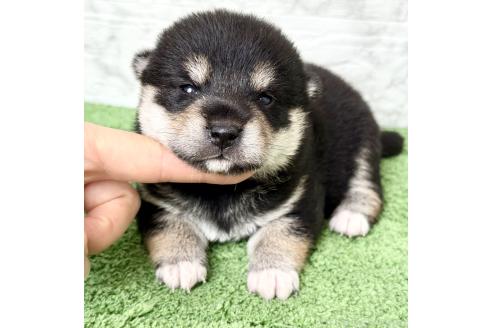 販売中の埼玉県の柴犬-393668の3枚目