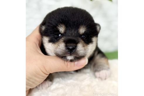 販売中の埼玉県の柴犬-393668の2枚目