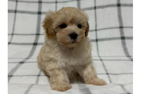 販売中の東京都のマルプー:マルチーズ×トイプードル-393675の2枚目
