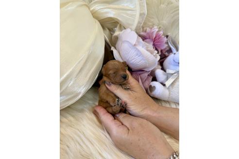 販売中の東京都のミックス犬-393677の4枚目